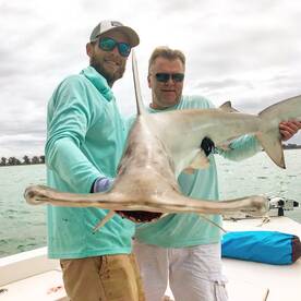 Big Sharks every day