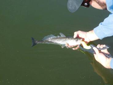 Early Birds Get the Worm!