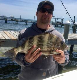 Sheepshead, Blues Angels and Triggerfish