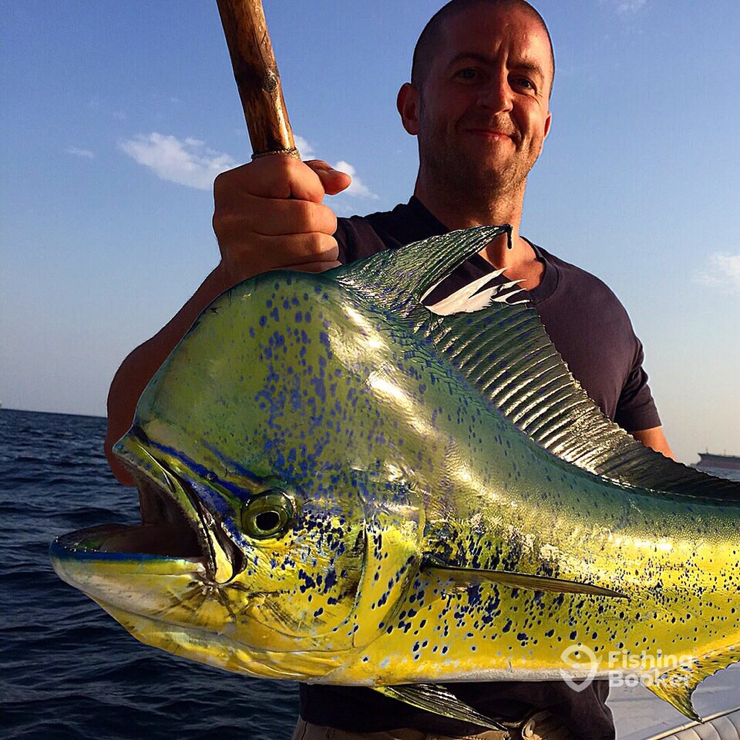 Good size bull dorado. Aka Dolphin or Mahi Mahi