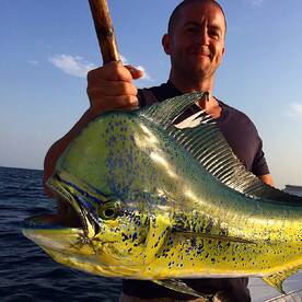 Sailfish Action in Fujairah U.A.E. 