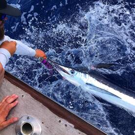 White Marlin