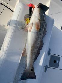 St. Bernard Report Photo 1