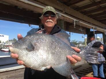 Large Trigger fish