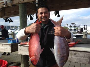 Large Mingo and Large White Snapper