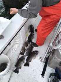 Virginia Beach Report Photo 2