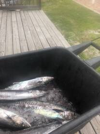 Orange Beach Report Photo 2