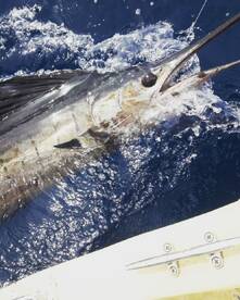 Playa Flamingo Report Photo 1