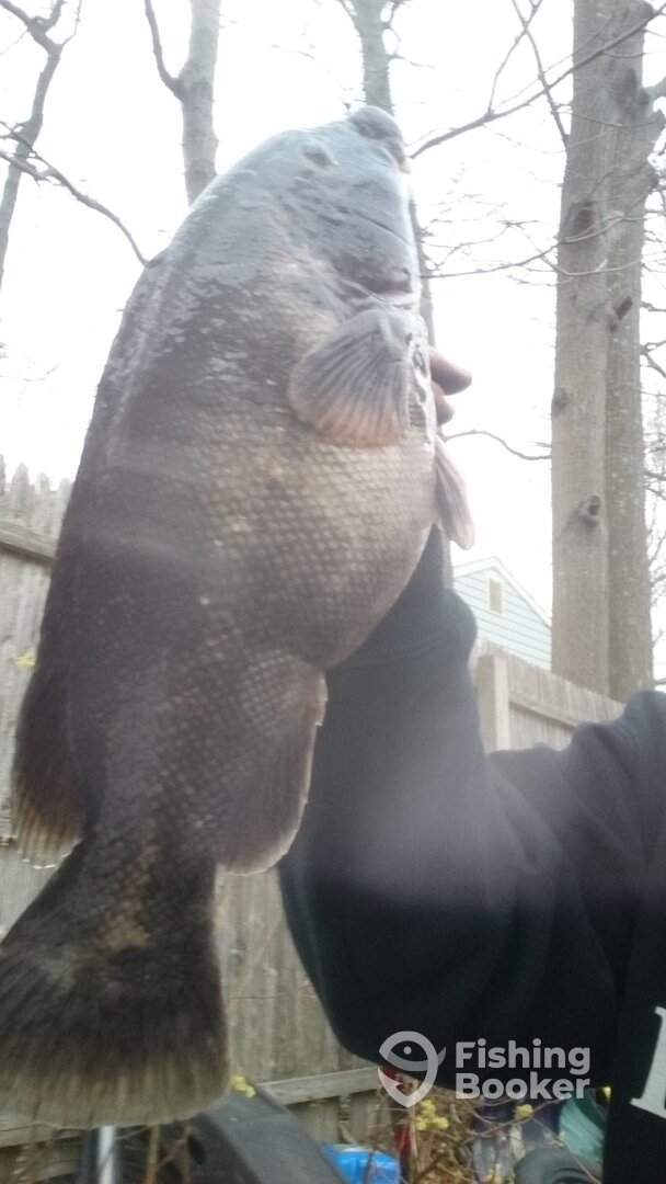 Mastic Report Photo 0