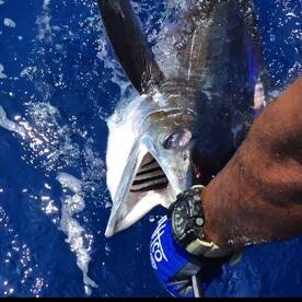 Puerto Aventuras Report Photo 2