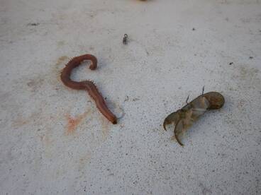 Koper Report Photo 1