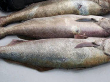 White Sea Bass & Halibut 