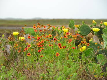 Prickly pear cactus in bloom. 