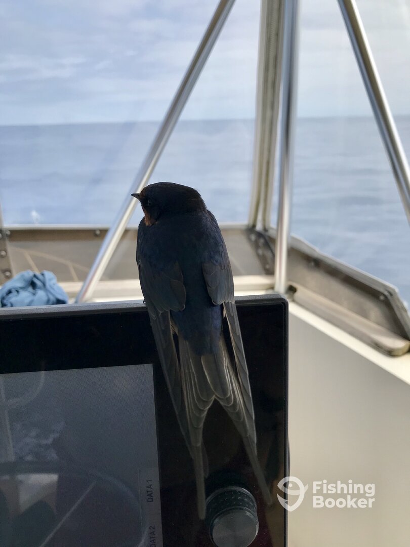 Carolina Beach Report Photo 0