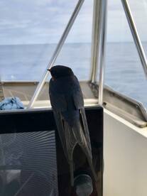 Birdie needed a rest!