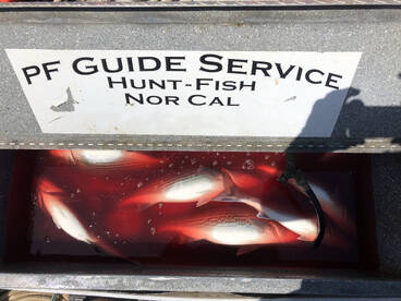 Sutter Yuba Area Report Photo 1