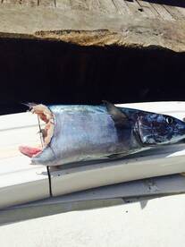 Shark had Wahoo for Lunch 