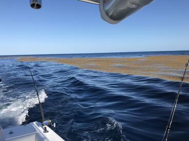 Great Day in the Gulf Stream trolling an