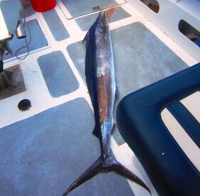 Le Morne Report Photo 1