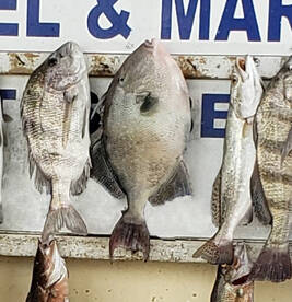 Port Isabel Report Photo 2