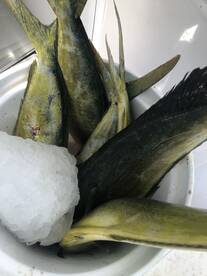 Half Day Captains Choice Worked!!!!