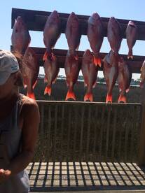 Orange Beach Report Photo 2