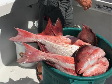 Red snapper season           