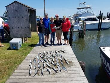 Cobia, spanish and blues continue to bit