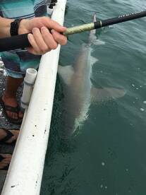 Sharks have arrived!