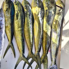 Puerto Aventuras Report Photo 1