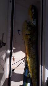 Puerto Aventuras Report Photo 1