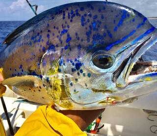 Puerto Aventuras Report Photo 1