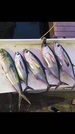 Sunset Tuna bite going off in December