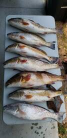 Bridge City Report Photo 2