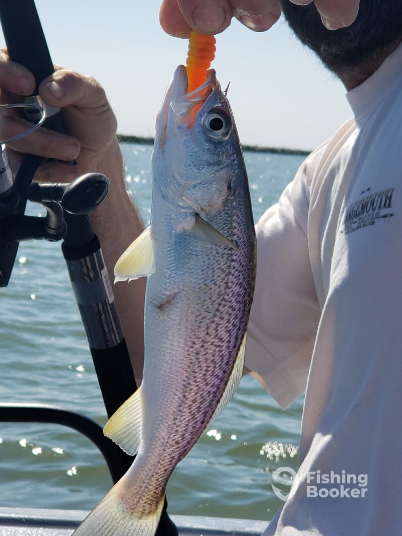 Lewes Report Photo 0