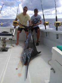 Off season blue marlin