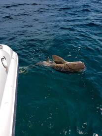 St. Petersburg Report Photo 2