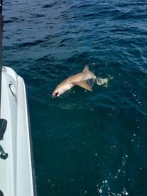 St. Petersburg Report Photo 1