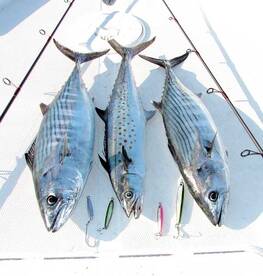 Bonita and Spanish Mackerel