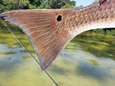 St. Petersburg Report Photo 1