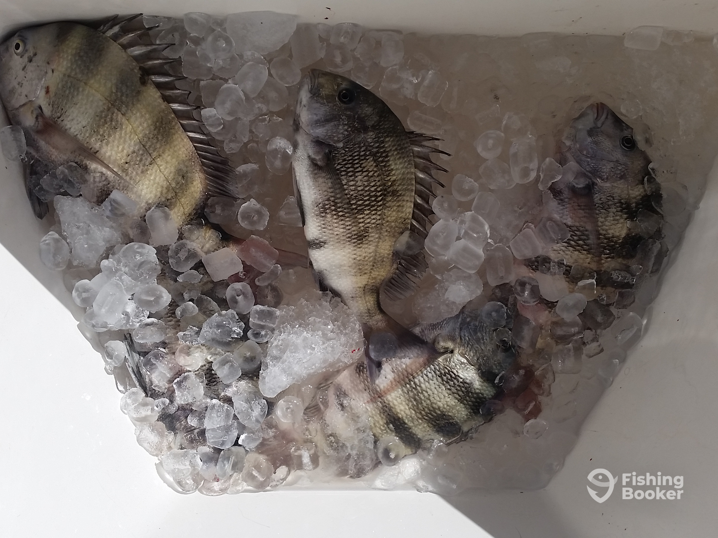 Port Orange Report Photo 0