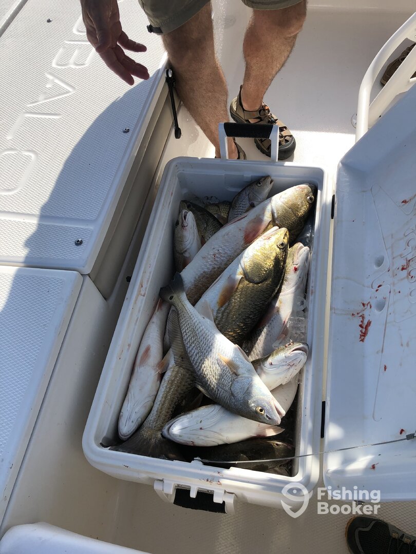 New Orleans Report Photo 0