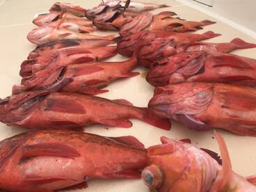 San Diego Report Photo 2