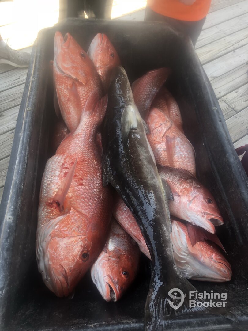 Orange Beach Report Photo 0