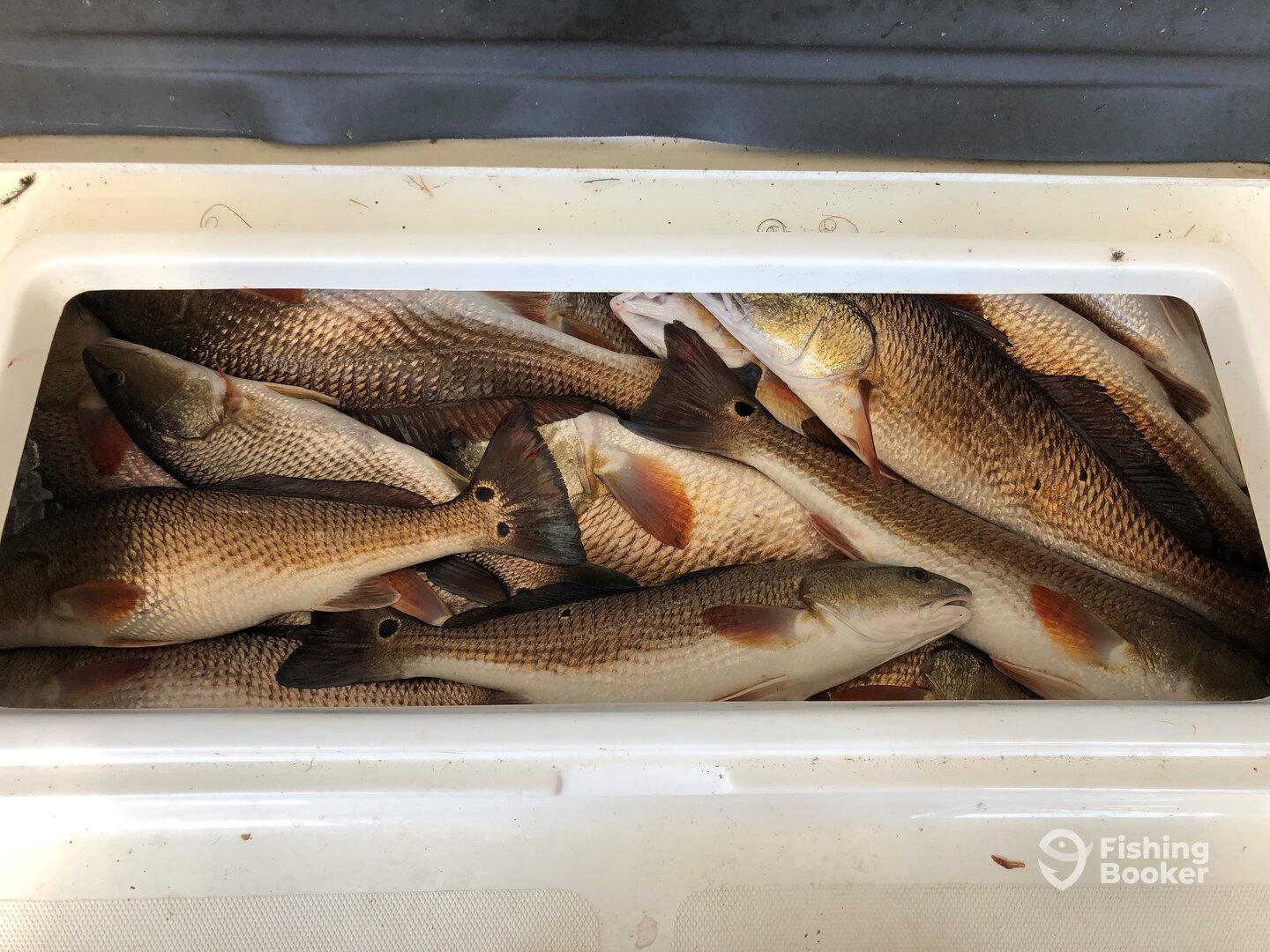 New Orleans Report Photo 0