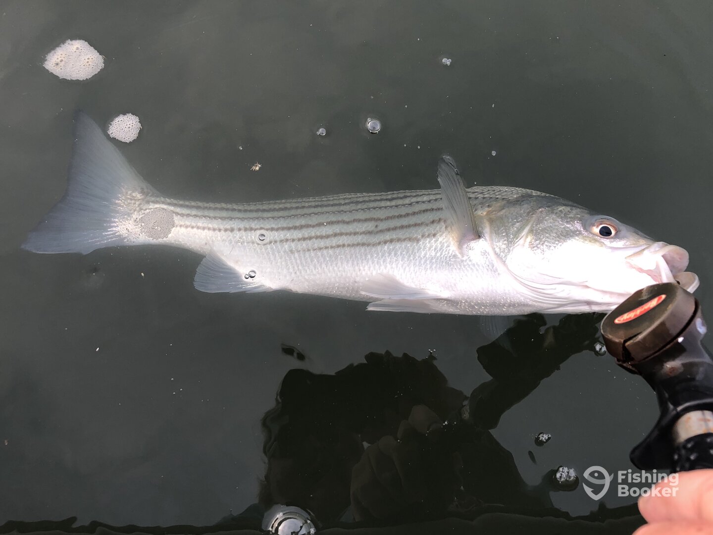 Southold Report Photo 0