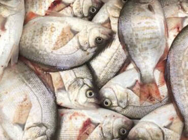 Pinkfin also known as surf perch