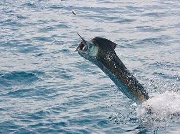 Quepos Report Photo 2