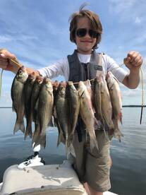 Grapevine Report Photo 1