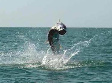 WHAT’S BITING. FL. KEYS 